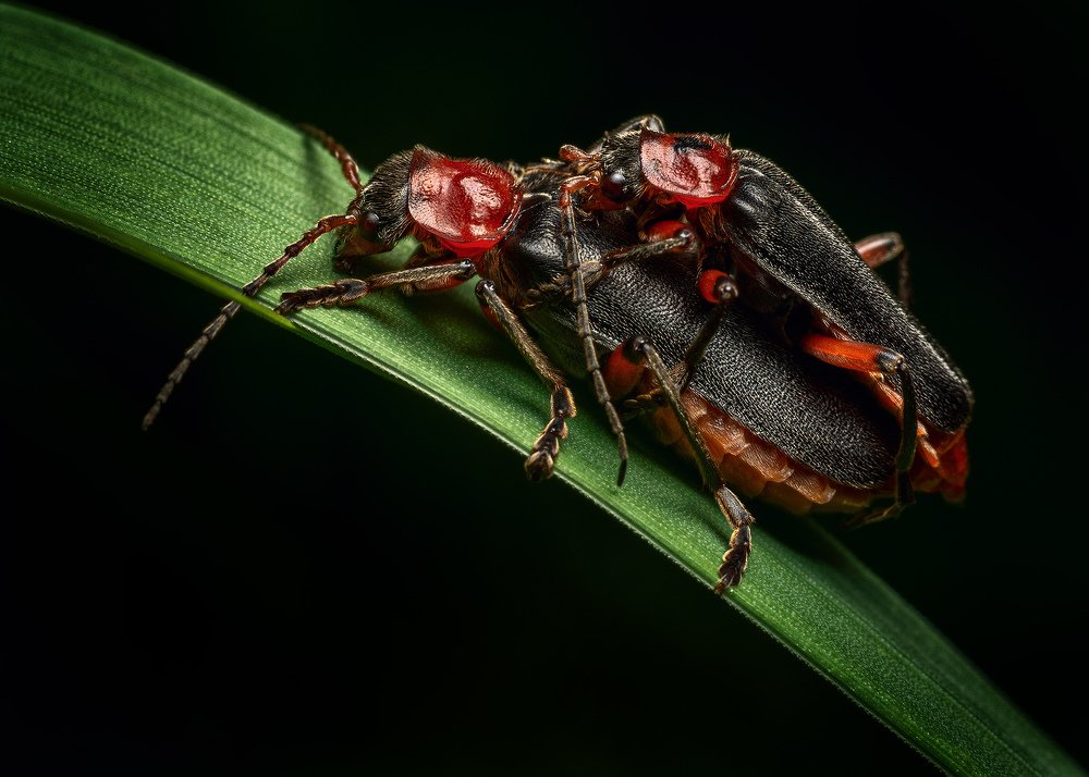 Photograph by Alexander Plaksin