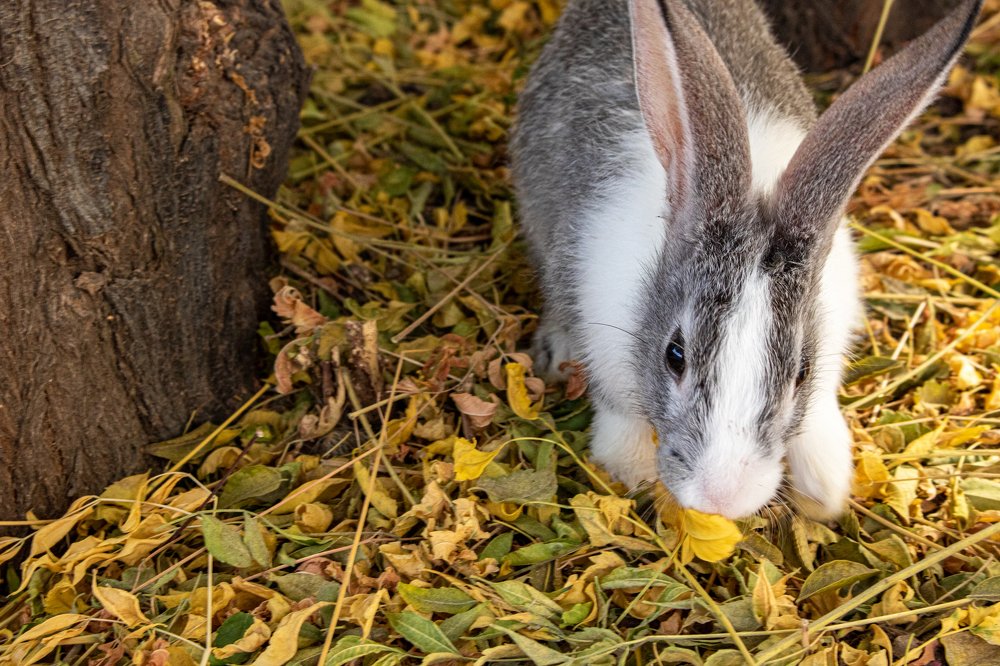 Photograph by Ali Abu Ras