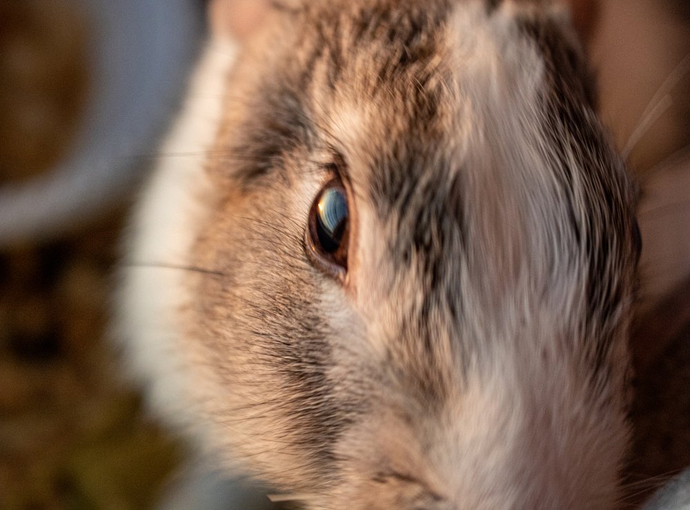 Photograph by Ali Abu Ras