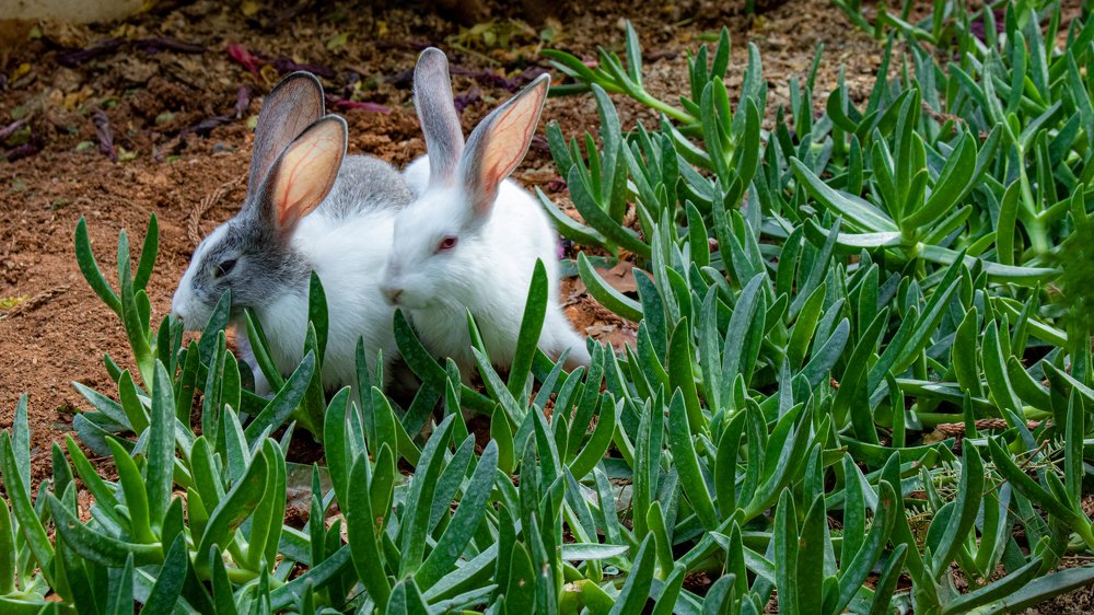 Photograph by Ali Abu Ras