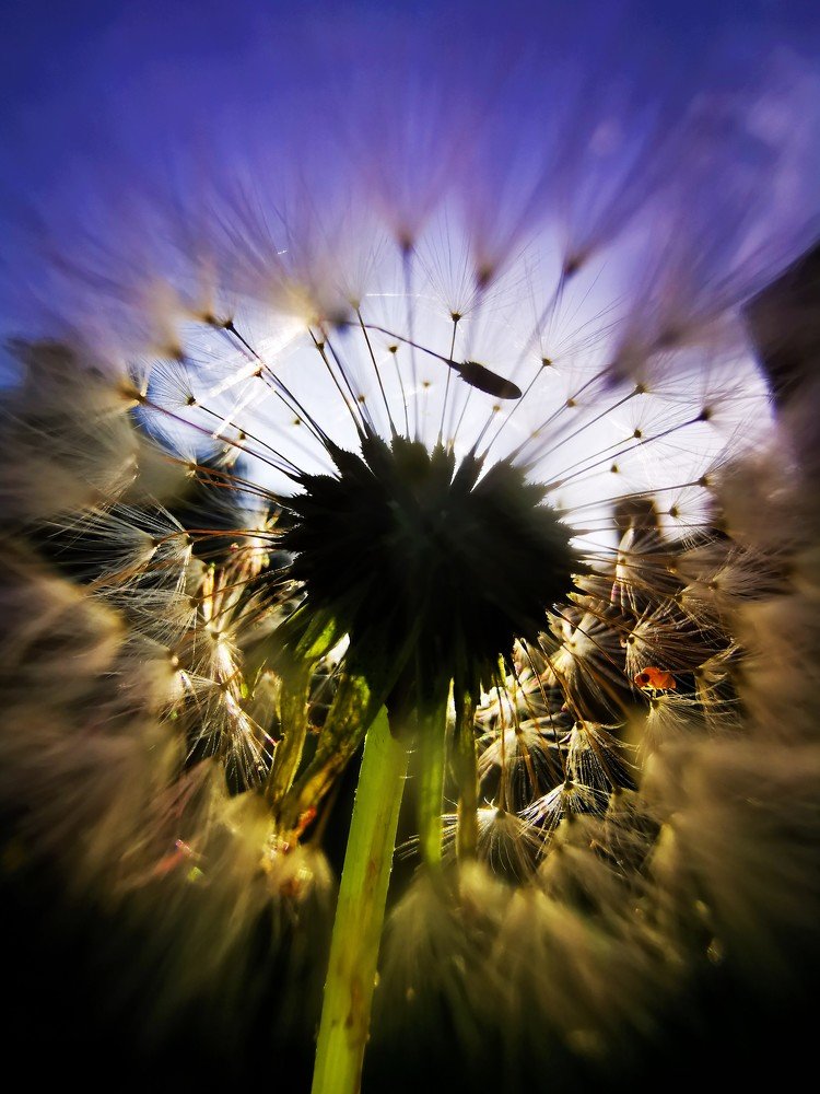 Inner dandelion light