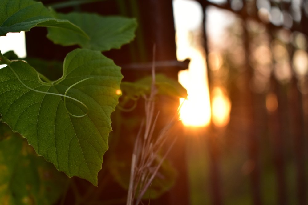 Photograph by Lunga William Vilakati