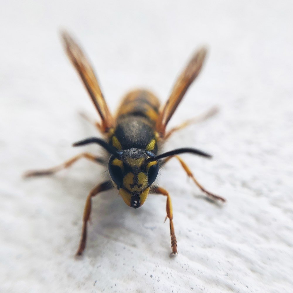 Фотография автора Станислав Ермолин