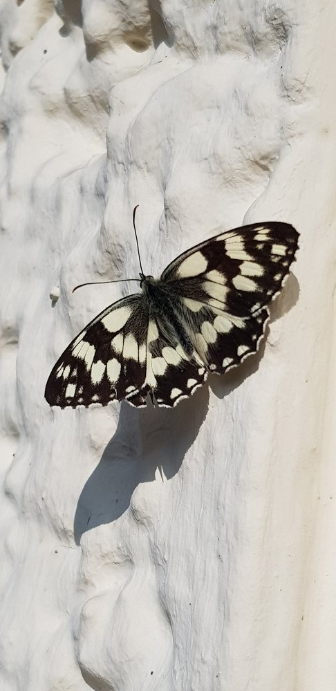 Photograph by Elisabeth Vinther