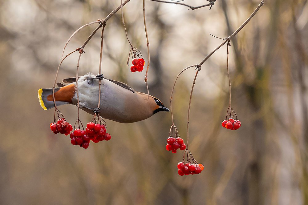 Свиристель и калина.