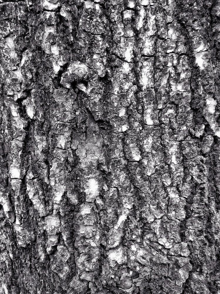 Photograph by San Yu Maung