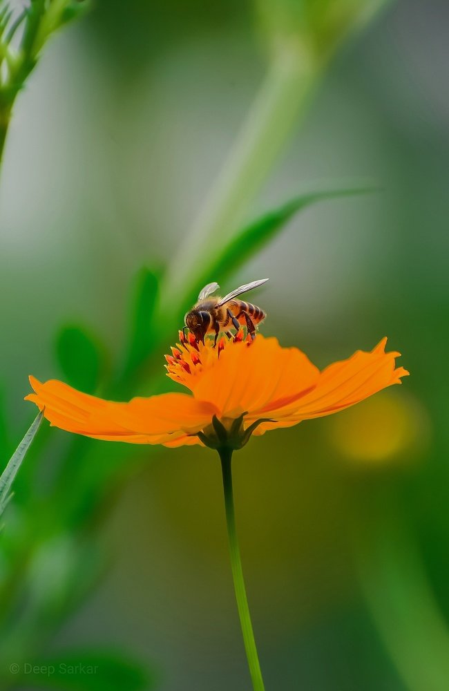 Photograph by DEEP SARKAR