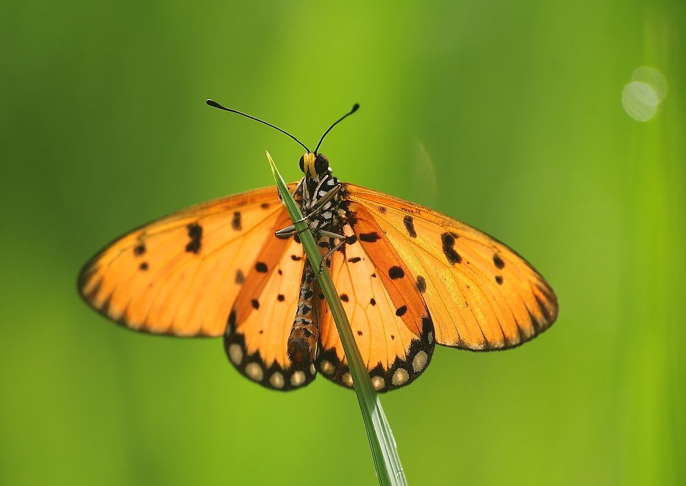 Фотография автора Deny Wahyudi