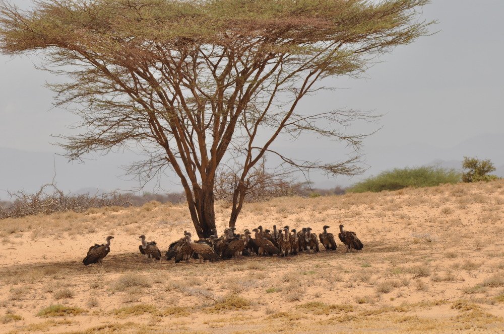 Vultures in the desert