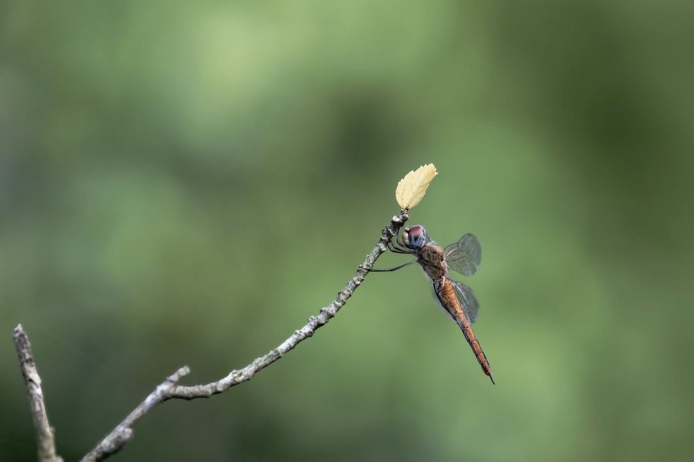 Photograph by Shovan Sam