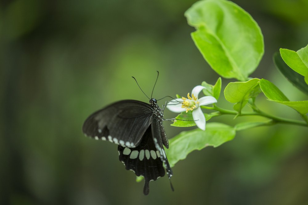 Photograph by Shovan Sam