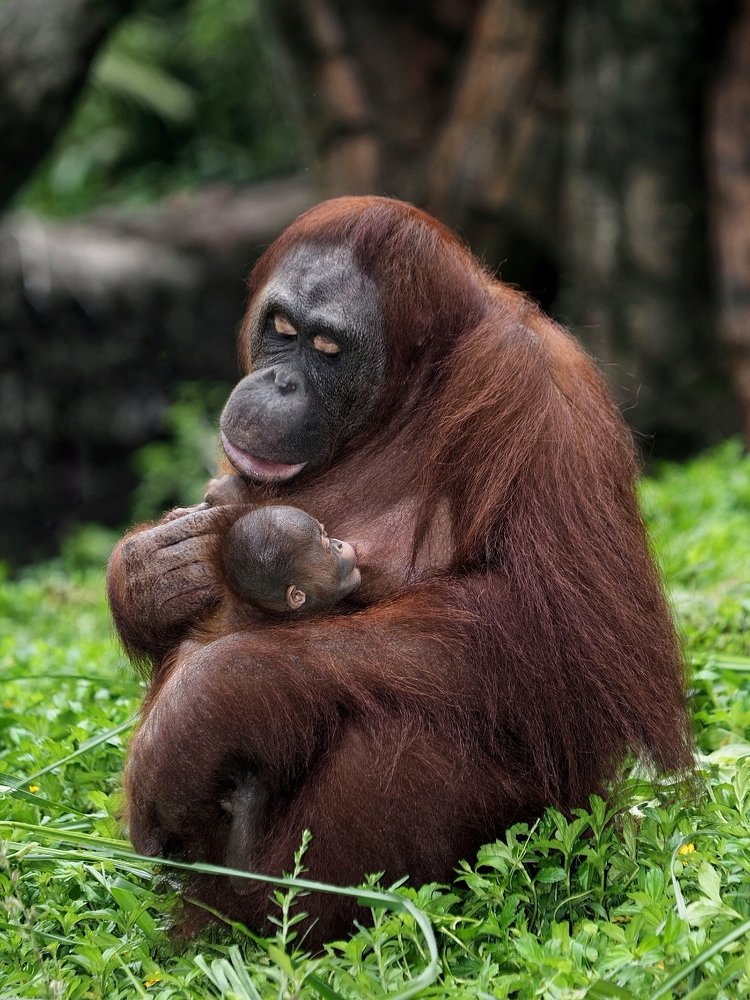 Photograph by Irawan Subingar