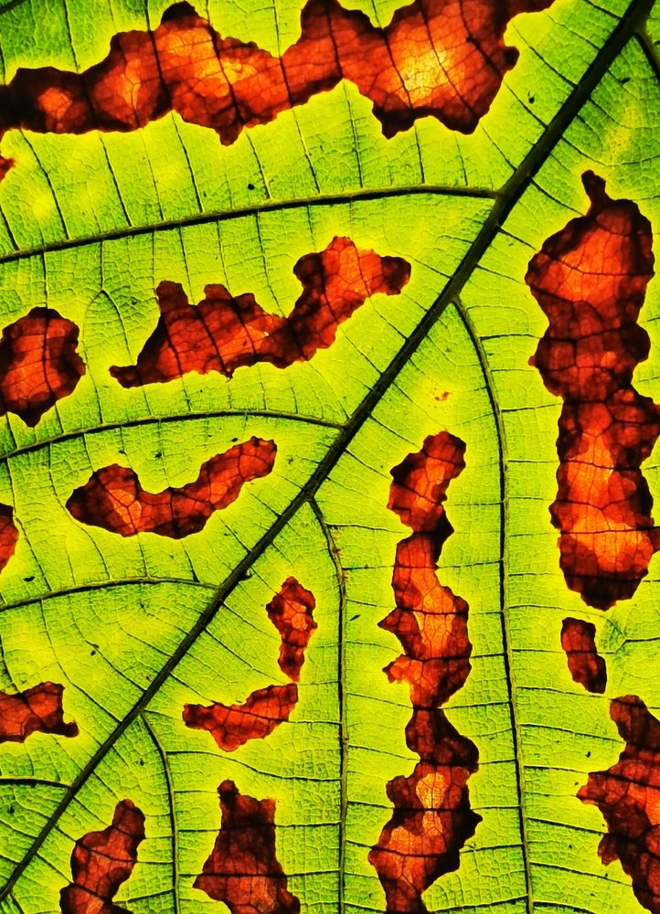 There is beauty in dying