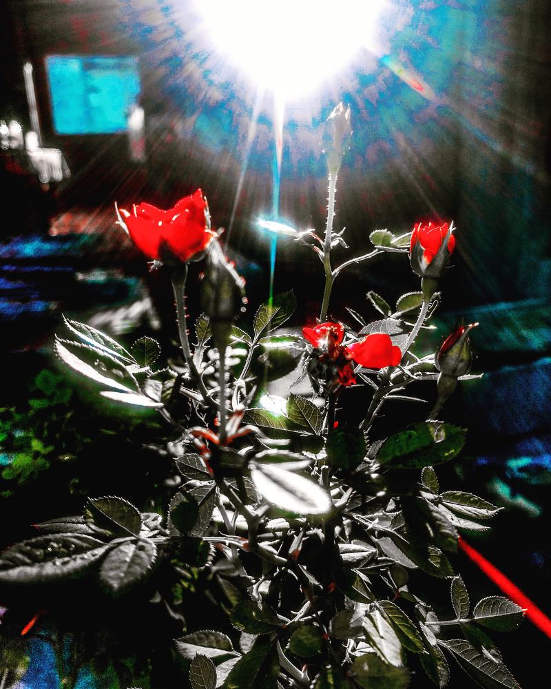Sunrise Glory