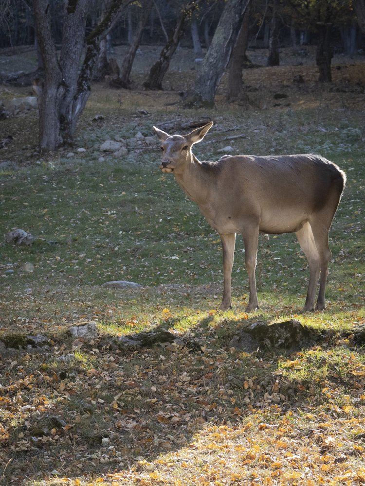 Photograph by Алексей Савенков