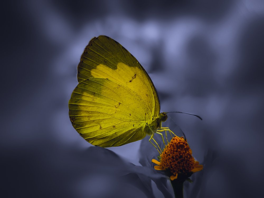 Photograph by Mehedi Hasan Shawan