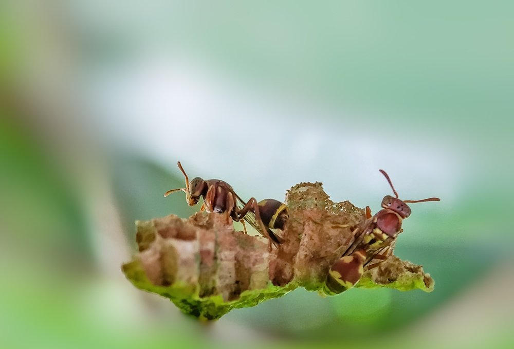 Photograph by Mehedi Hasan Shawan