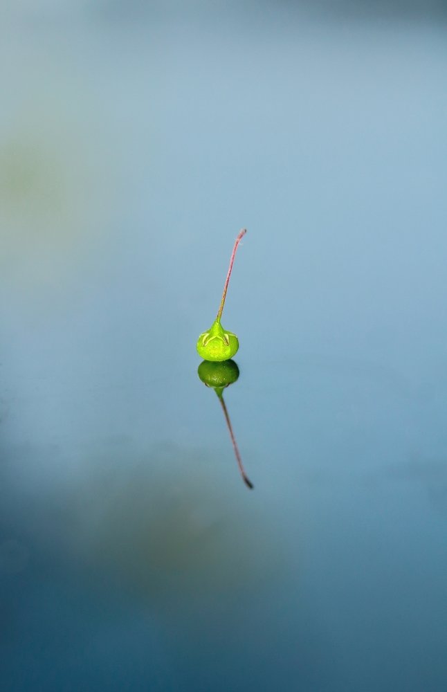 Photograph by Yusuf Buchari