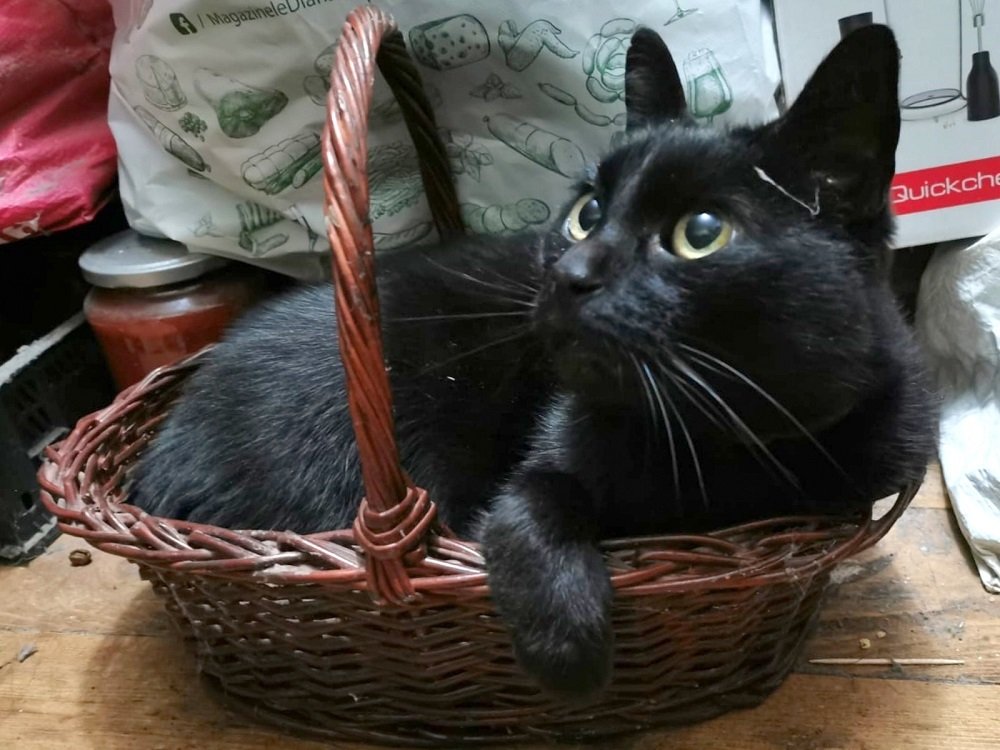 Photograph by Cristian Mirescu