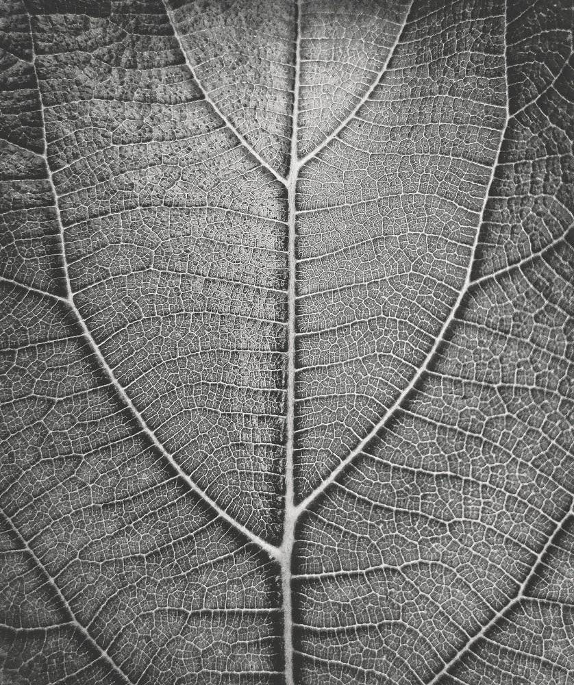 Photograph by Ritam Nath