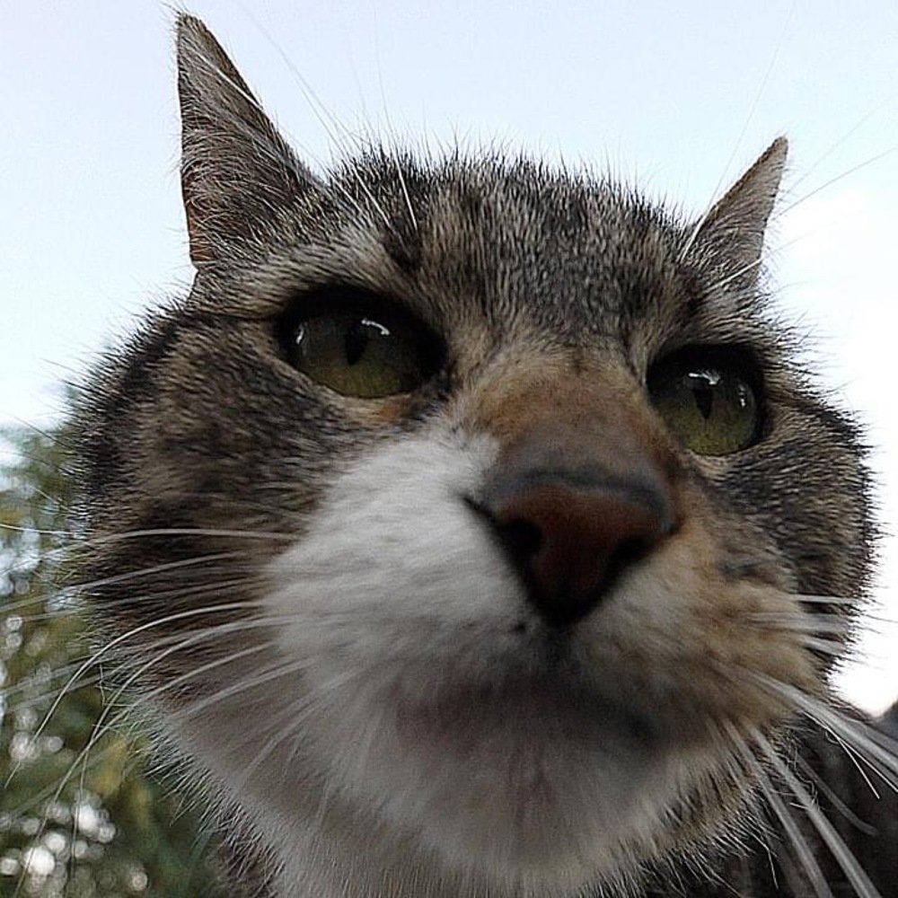 Wild angle for Wild cat