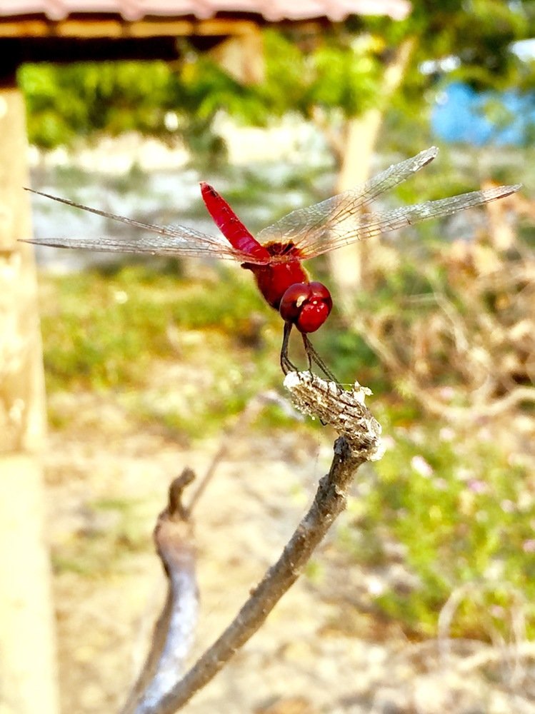 Photograph by thivakaran vayiramuththu
