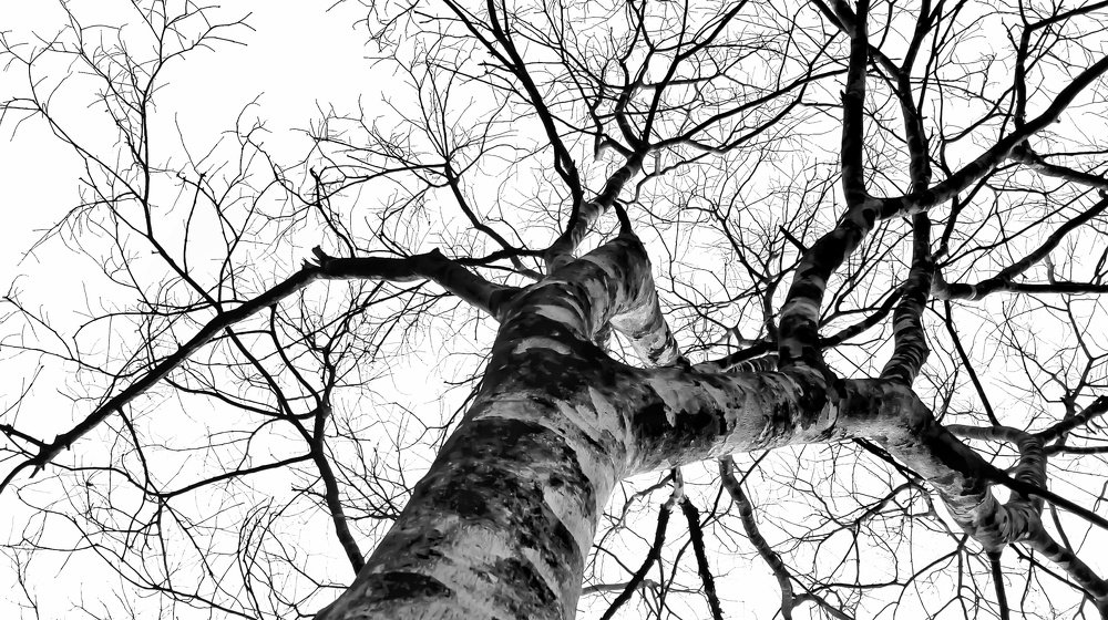 Photograph by Swapnil Bavaria