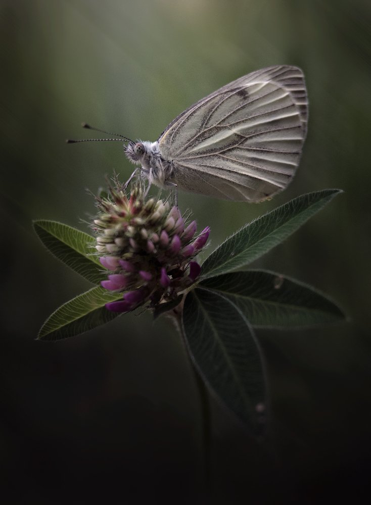 Photograph by Баранов Олег