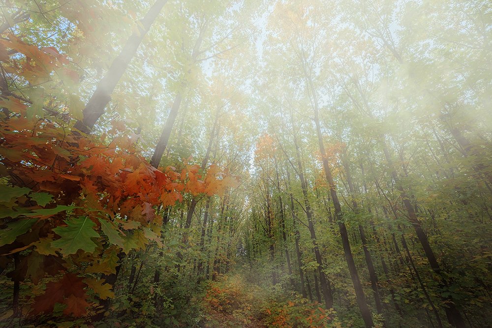 Фотография автора Bogdan Negoita