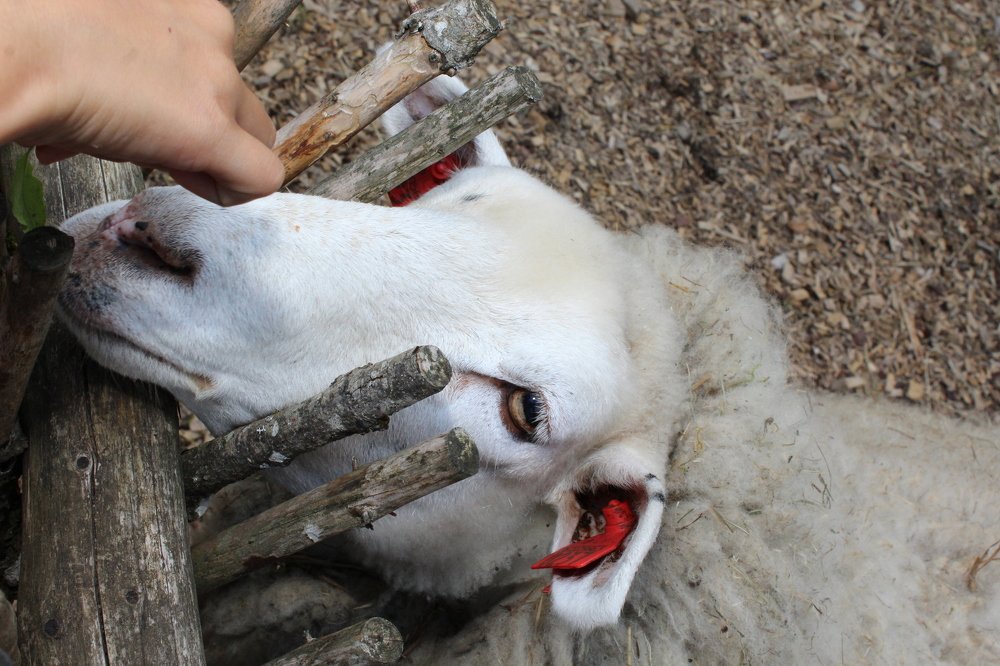 Photograph by Игорь Санюк