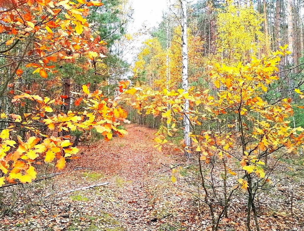 Шагает сень