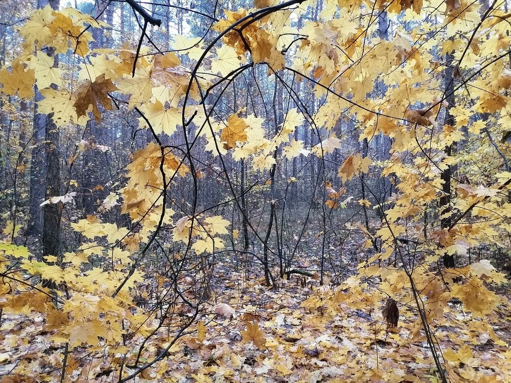 Photograph by Анатолий Мохорев