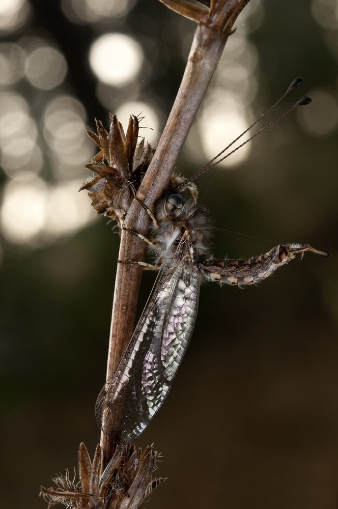 МОЙ ЛЮБИМЫЙ БЛИК