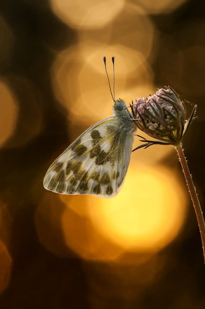 Photograph by Игорь ФУММ