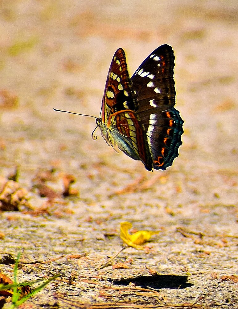 Photograph by Margarita