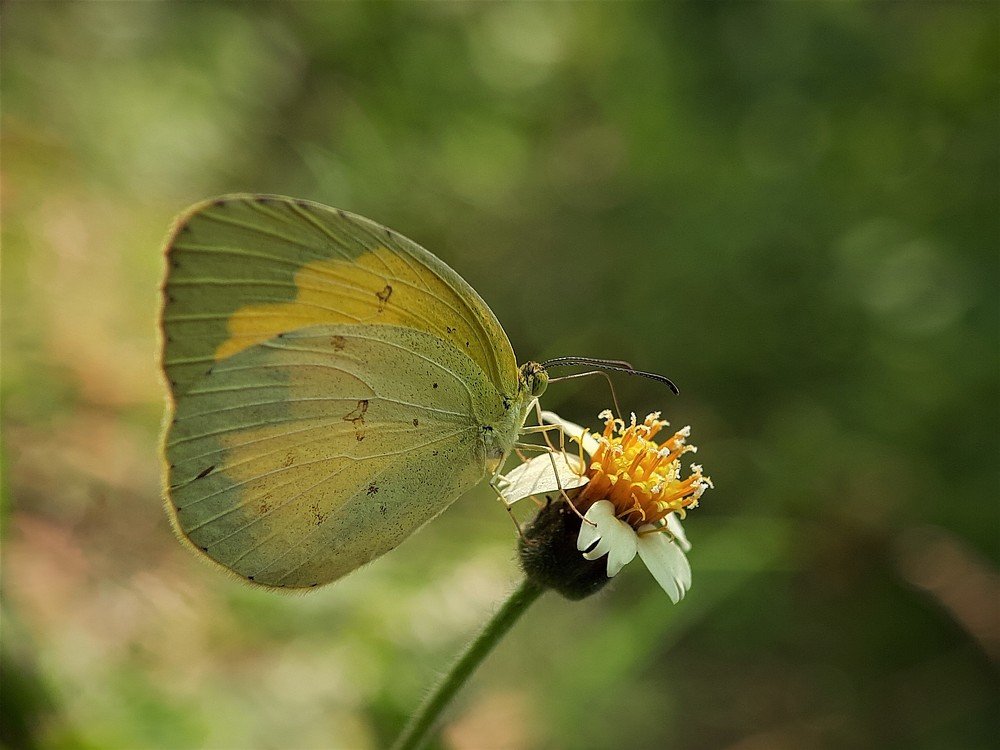 Photograph by pradeep mohanty