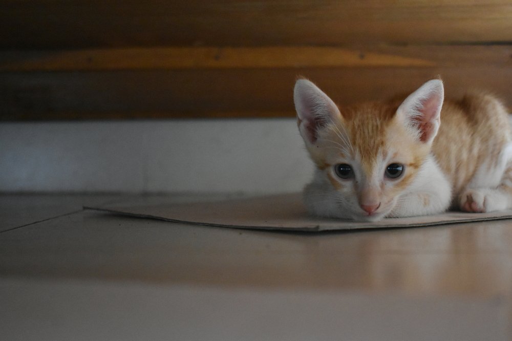 Фотография автора Sankalp Suradkar