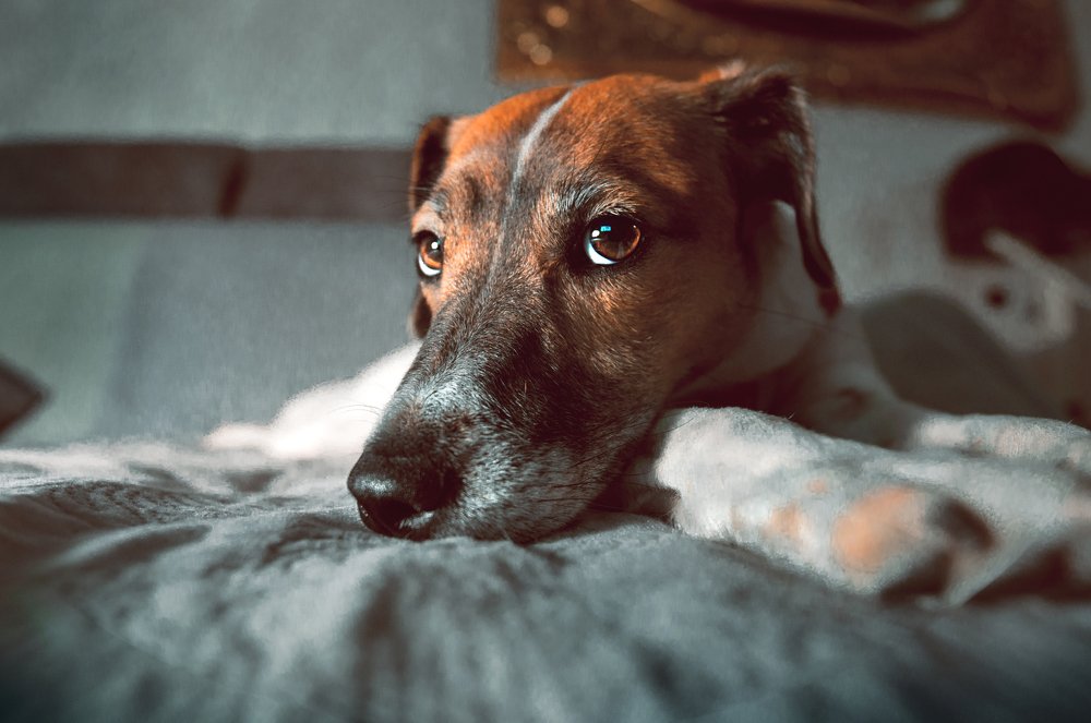 Photograph by Александр Бен Сандлер