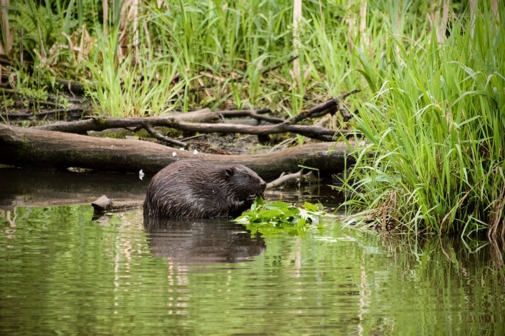 Photograph by Алексей Савенков