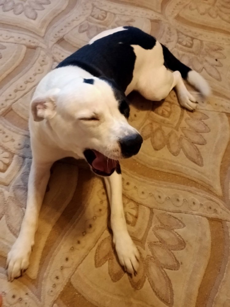 Фотография автора Андрей Ященко