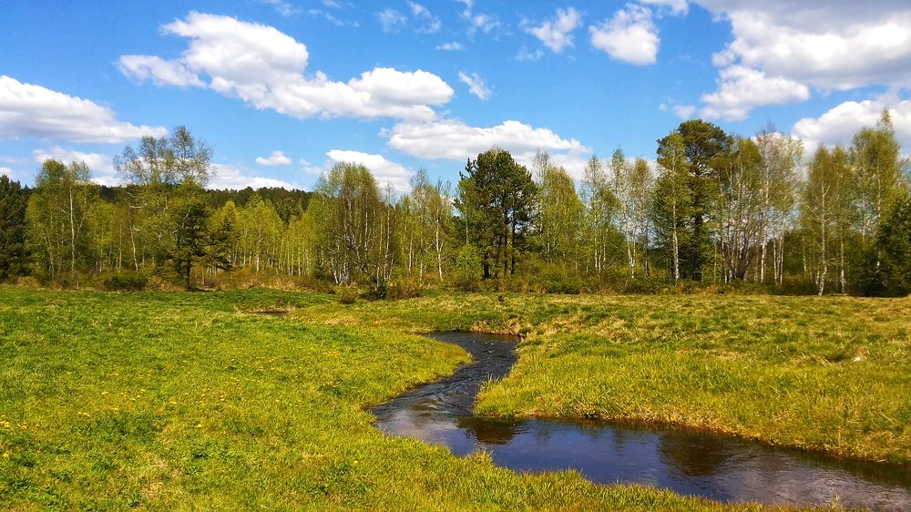 Флора Сибири.