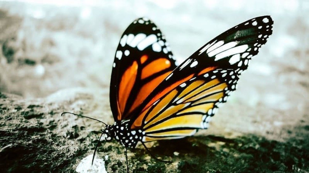 Фотография автора Sankalp Suradkar