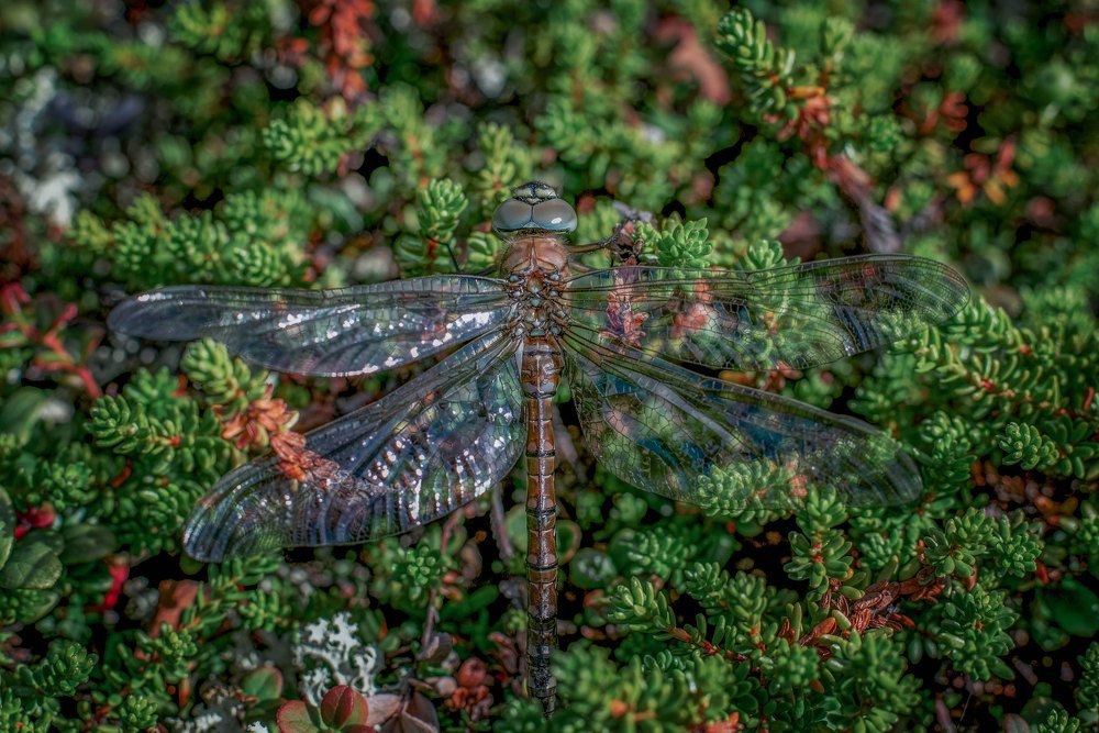 Северная стрекоза