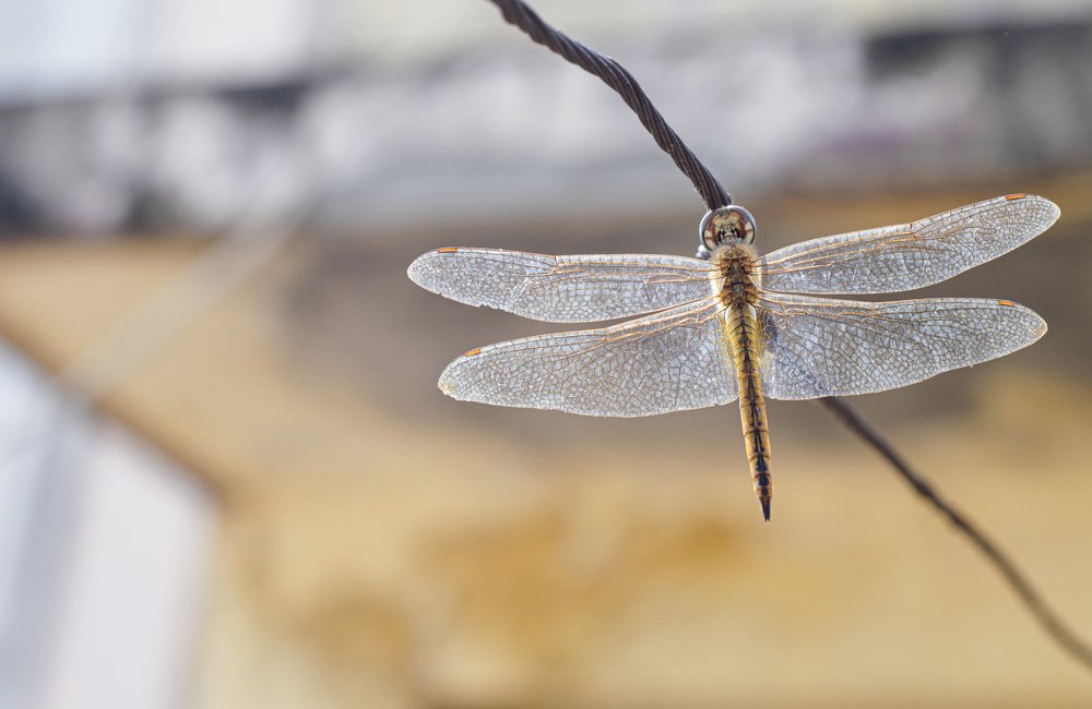 Photograph by Sathiyan