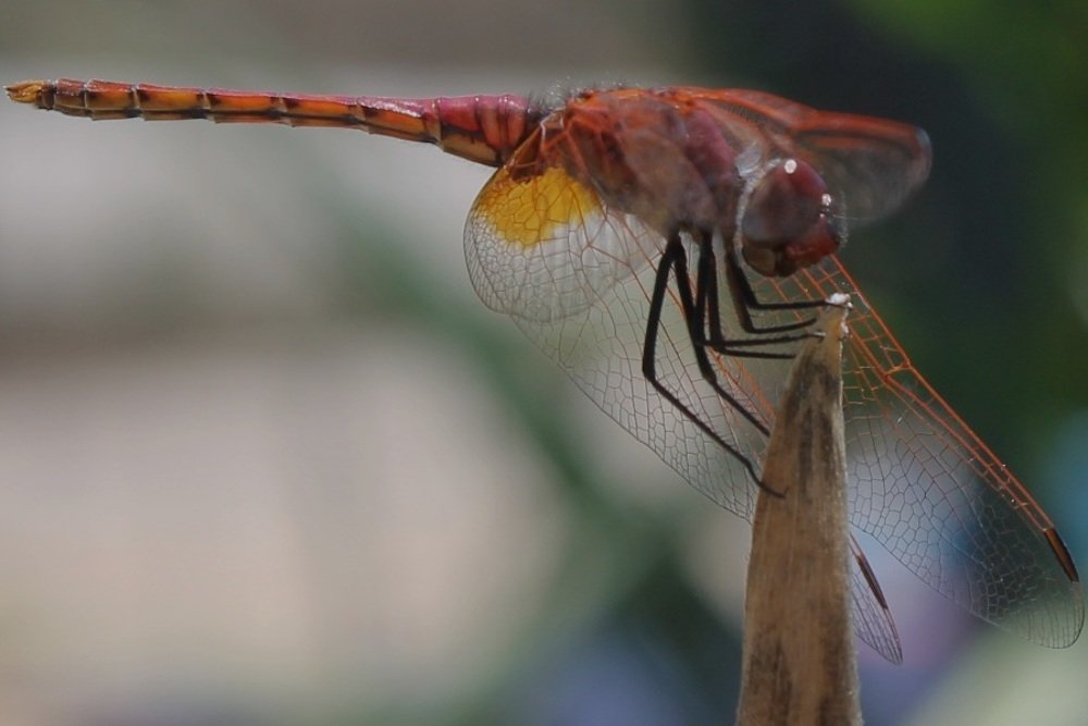 Photograph by Francisco Ferreira