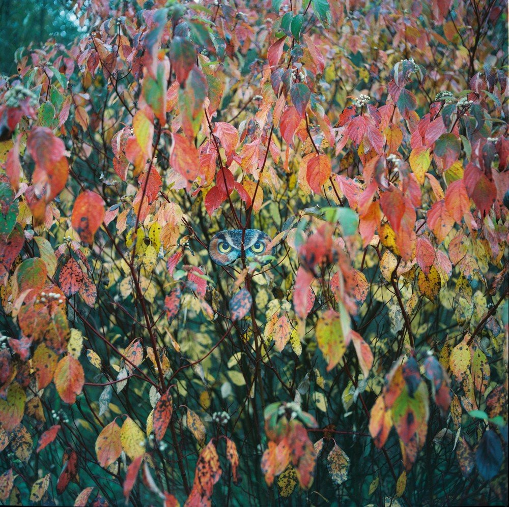 Photograph by Ольга Толяренок