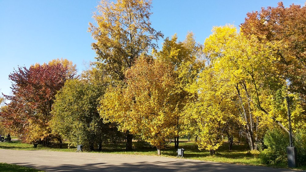 Осенний светофор