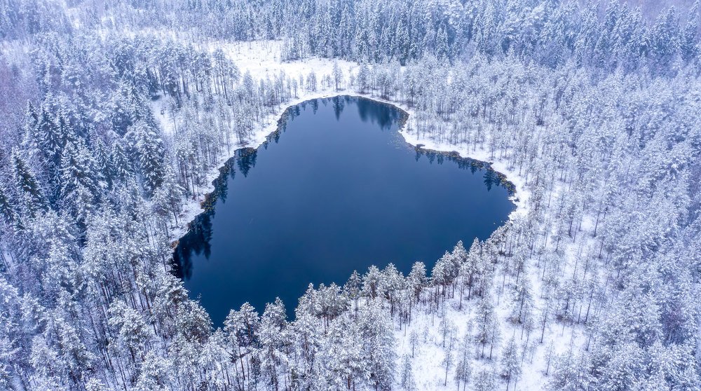 Сердце леса