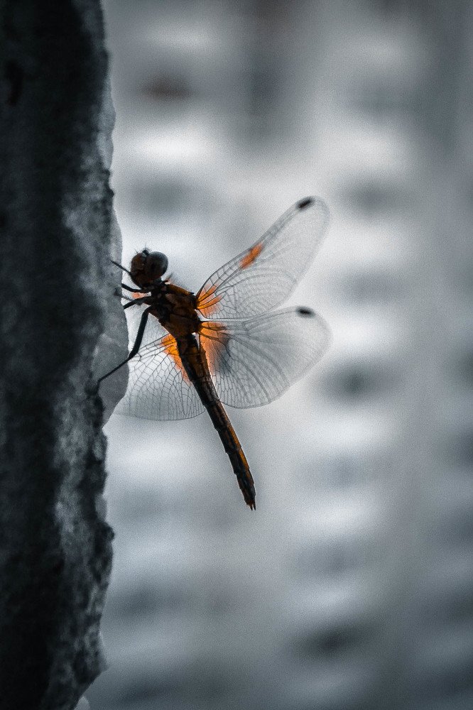 Photograph by Розита Гильманова