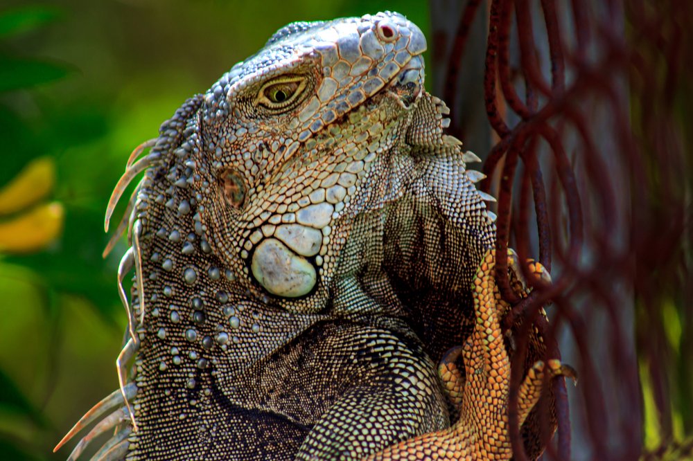 An Iguana